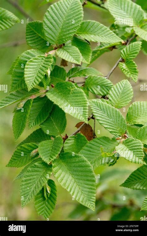 Betula chichibuensis leaves spring Japanese birch Stock Photo - Alamy