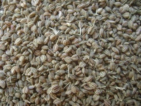 Ajwain Carom Seeds Health Benefits Nutritional Facts Pictures