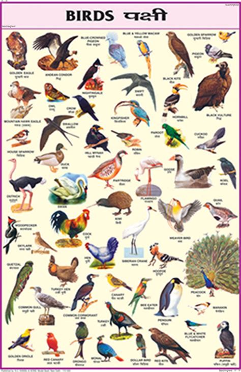 Buy Cc03 Teachingnest Birds Chart 50x75cm Charts For Children