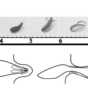 Life cycle of apicomplexan parasites. For the faint of heart or those ...