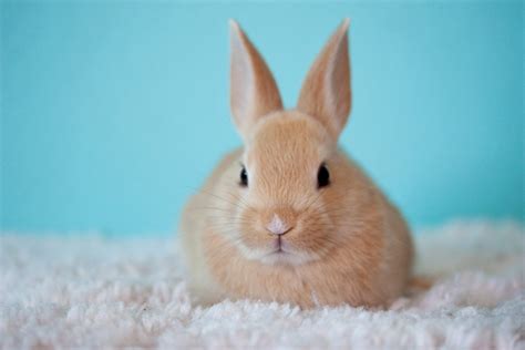 How To Keep Bunnies Cool Tips For Rabbit Care During Summers