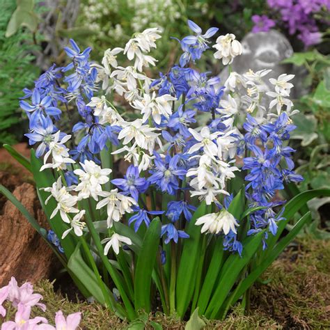 Buy Scilla Siberica Alba J Parker Dutch Bulbs