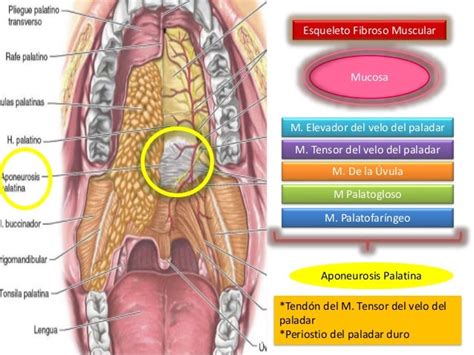 Itsmo Y Paladar Blando Anatomía