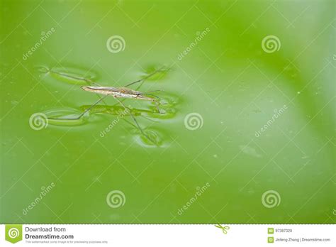 Water skipper stock photo. Image of skipper, life, insect - 97387020