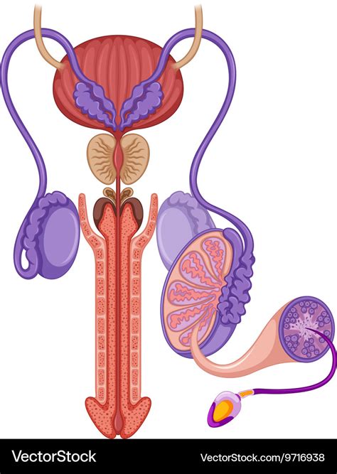 Male Reproductive System Diagram Unlabeled