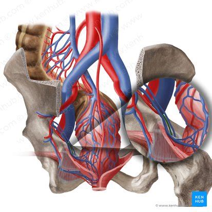 Obturator artery: Anatomy, branches, supply | Kenhub