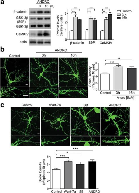 Gsk Inhibition Is Sufficient To Activate The Wnt Canonical Signaling