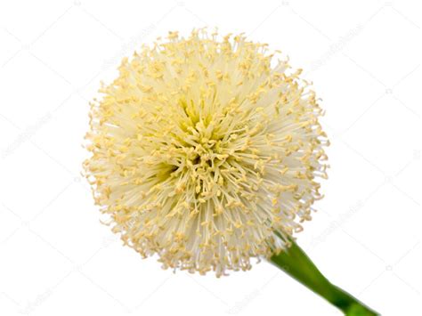 Flor Cercana De Popinac Blanco árbol De Plomo Tamarindo De Caballo O Tamarindo Silvestre Sobre