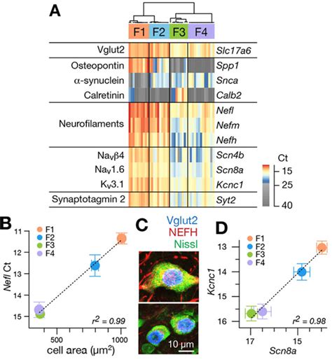 Single Cell Gene Expression Analyses Confirm Molecularly Distinct Cell