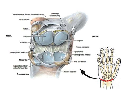 Wrist Joint: Anatomy, Function, Ligament, Movement - Mobile Physio