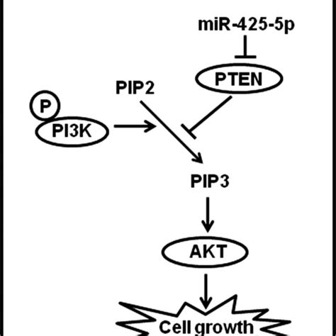 A Proposed Model For Mir‐425‐5p In Breast Cancer Cells In Breast Download Scientific Diagram