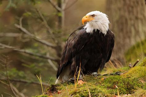 Bald Eagle vs. Harpy Eagle: The Tale of the Tape!