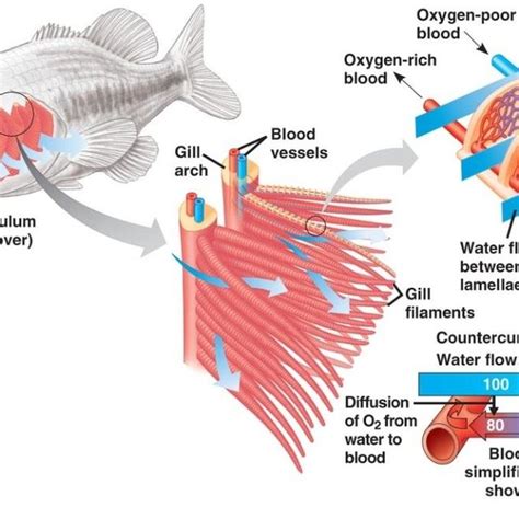 Schematic of multi scale architecture of fish gill demonstrating... | Download Scientific Diagram