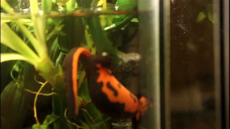 Fire Belly Newts Egg Collecting Youtube