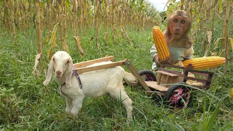 KuKu Takes Goat To Harvest Corn Make Popcorn YouTube