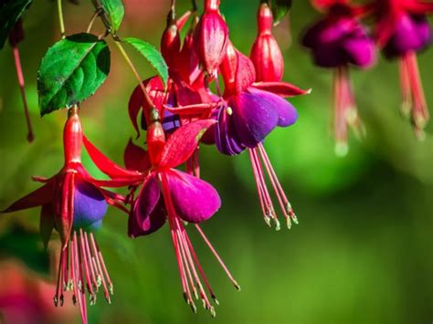 Fleurs Pour Attirer Et Nourrir Naturellement Les Colibris Haustiersos