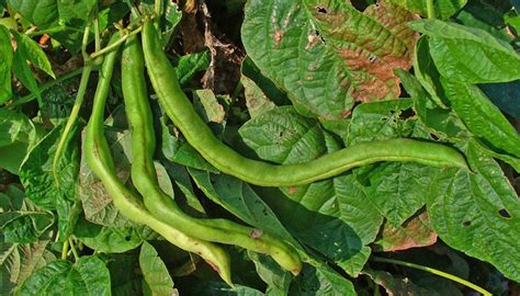 Habichuela Origen Características Variedades Cultivo Cuidados Y Usos