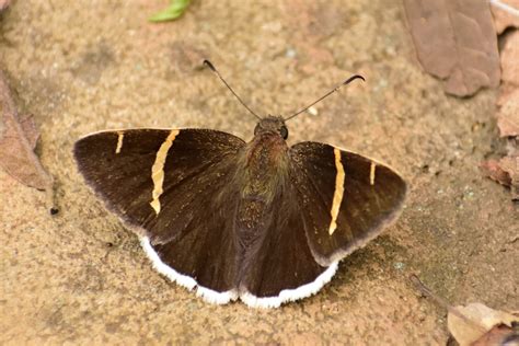 Saltarina De Bandas Doradas De Borde Blanco Mariposas Diurnas De Nuevo