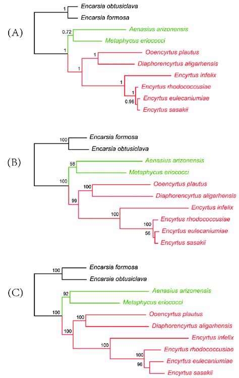 Phylogenetic Tree Produced By Maximum Likelihood And Bayesian Inference Download Scientific