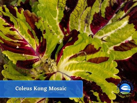 Coleus Kong Mosaic Seed Packet Etsy