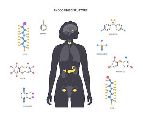 Premium Vector Endocrine Disruptors Poster