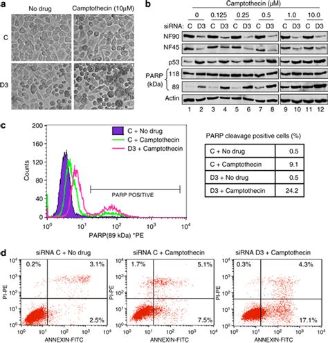 Depletion Of Nf90 Nf45 Sensitizes Cells To Camptothecin Induced Download Scientific Diagram