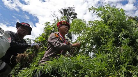 BNN Musnahkan 2 Hektare Ladang Ganja Di Aceh Besar Foto Tempo Co