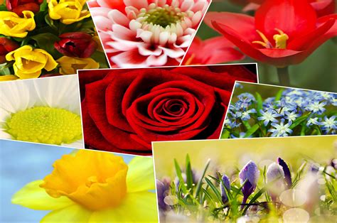 Flower Collage Free Stock Photo - Public Domain Pictures