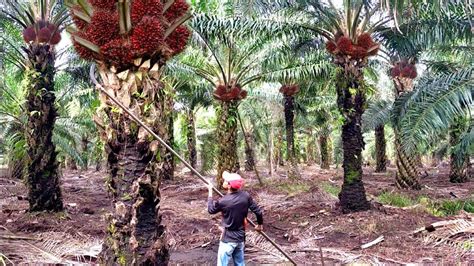 Ini Baru Mantap Kebun Sawit Kelewat Bersih Panen Sawit Jadi Cepat