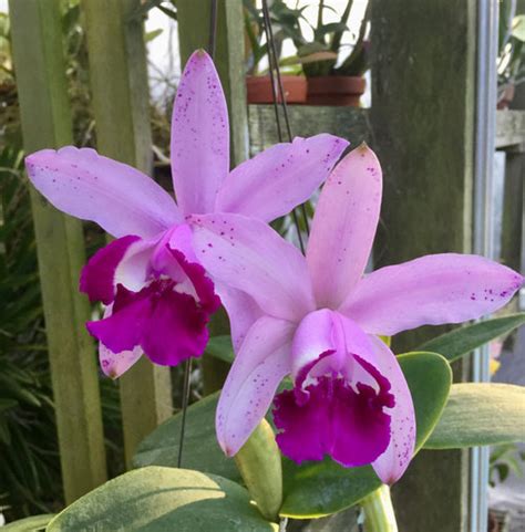 Cattleya Intermedia Var Orlata