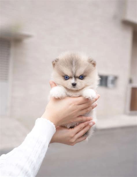 Pomsky Puppies For Sale – Wonderland PUPS