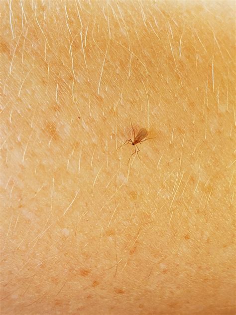 Bunnings carseldine stock is flying off the shelves as gardening peaks 37