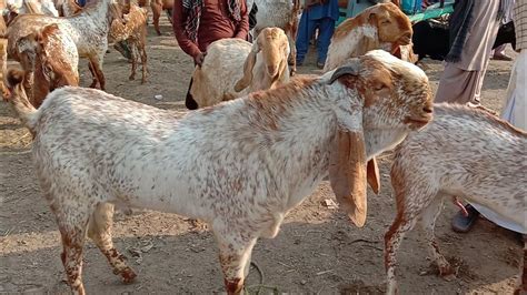 HasilPur bakra Mandi makhi cheeni goat for sale 2020 حاصل پور بکرامنڈی