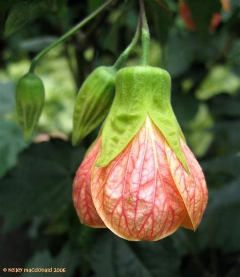 Plantfiles Pictures Abutilon Cultivar Flowering Maple Apricot Glow