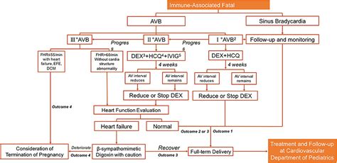 Frontiers Prenatal Management Strategy For Immune Associated