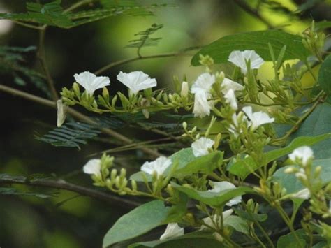Genus Tridynamia · iNaturalist