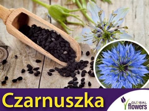 Czarnuszka Siewna Nasiona 1g Nigella Sativa Cena Sklep