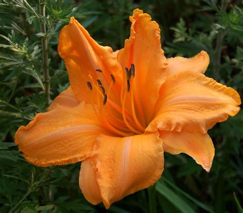 Hemerocallis Daylily Ruffled Apricot In Our North Geor Flickr