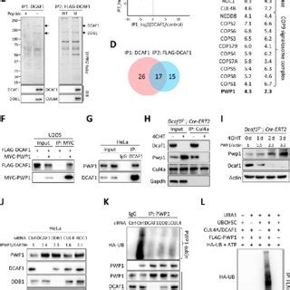 Ribosome Assembly Factor Pwp Is A Substrate Of Crl Dcaf E Ubiquitin