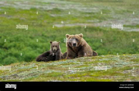 Katmai Preserve, Brown Bear cubs with mom Stock Photo - Alamy