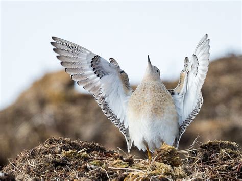 Buff Breasted Sandpiper Birdnote