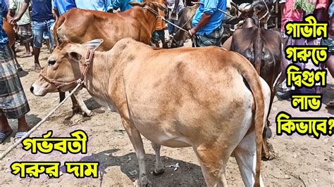 হাড্ডিসার গরু থেকে গর্ভবতী গাভীন গাভ গরুর দাম জানুন আমবাড়ি গরুর