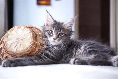 Portrait Of Blue Tabby Color Maine Coon Kitten Stock Image Image Of