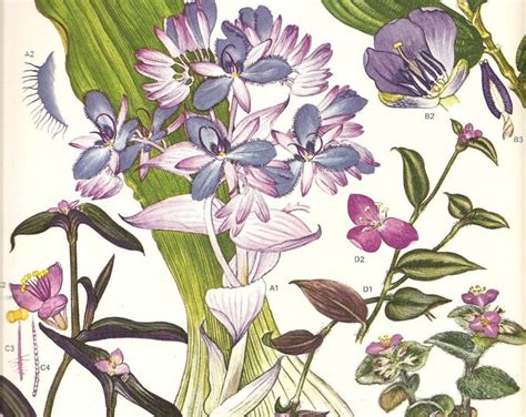 Vintage 1970 Color Art Print Wild Flowers Original Book Plate 188 Beautiful Blue And Pink