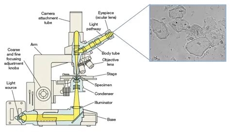 Examen Microscopique En Microbiologie M Dicale