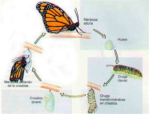 La Vida De Las Mariposas Monarcas La Metamorfosis De La Mariposa Monarca