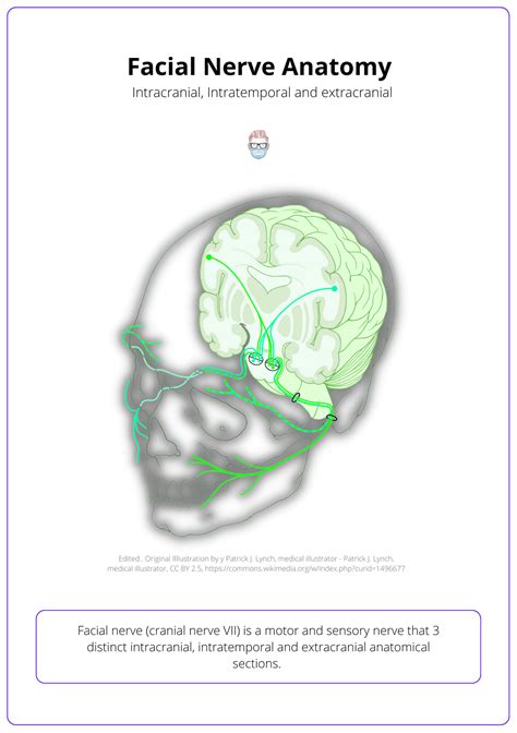 Facial Nerve · Anatomy, Course, Branches, Variations