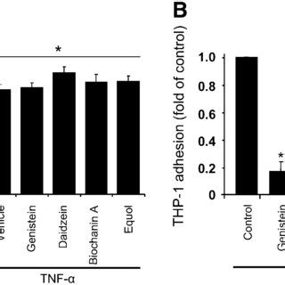 Isoflavones Inhibit Monocyte Adhesion To Tnf A Activated Huvec Only In