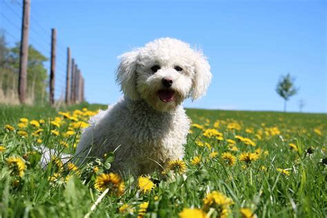 25 Best Poodle Mixes: Cuteness Alert