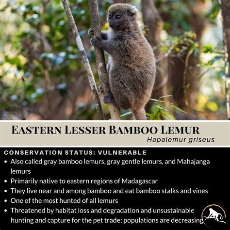 Eastern Lesser Bamboo Lemur Hapalemur Griseus